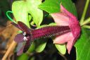 Keijunmekko2C_Rhodochiton_atrosanguineum_IMG_4760.jpg