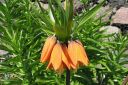 Keisarinpikarililja2C_Fritillaria_imperialis_IMG_0947.jpg