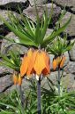 Keisarinpikarililja2C_Fritillaria_imperialis_IMG_0949.jpg