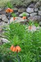 Keisarinpikarililja2C_Fritillaria_imperialis_IMG_0990.jpg