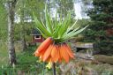 Keisarinpikarililja2C_Fritillaria_imperialis_IMG_1209.jpg