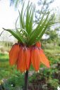 Keisarinpikarililja2C_Fritillaria_imperialis_IMG_1618.jpg