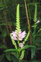 Kellopeippi2C_Physostegia_virginiana_IMG_0810.jpg