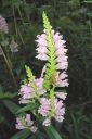 Kellopeippi2C_Physostegia_virginiana_IMG_1919.jpg