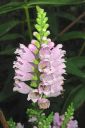 Kellopeippi2C_Physostegia_virginiana_IMG_1920.jpg