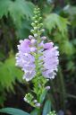 Kellopeippi2C_Physostegia_virginiana_IMG_1921.jpg