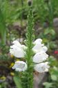 Kellopeippi2C_Physostegia_virginiana_IMG_5513.jpg