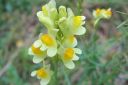 Keltakannusruoho2C_Linaria_vulgaris_IMG_1355.jpg