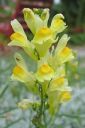 Keltakannusruoho2C_Linaria_vulgaris_IMG_2332.jpg