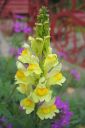 Keltakannusruoho2C_Linaria_vulgaris_IMG_2333.jpg