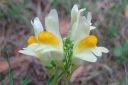 Keltakannusruoho2C_Linaria_vulgaris_IMG_7103.jpg