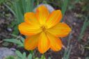 Keltakosmoskukka2C_Cosmos_sulphureus_IMG_0044.jpg