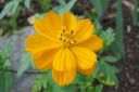 Keltakosmoskukka2C_Cosmos_sulphureus_IMG_1336.jpg