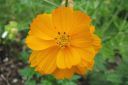 Keltakosmoskukka2C_Cosmos_sulphureus_IMG_2214.jpg