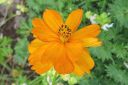 Keltakosmoskukka2C_Cosmos_sulphureus_IMG_2215.jpg