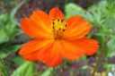 Keltakosmoskukka2C_Cosmos_sulphureus_IMG_3001.jpg