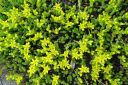 Keltamaksaruoho2C_Sedum_acre_IMG_1225.jpg