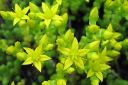 Keltamaksaruoho2C_Sedum_acre_IMG_1226.jpg