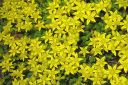 Keltamaksaruoho2C_Sedum_acre_IMG_2444.jpg