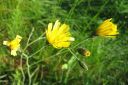 Keltano_Hieracium_umbellatum_IMG_0853.jpg