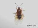 Kleidocerys_resedae_kalvolude_20_2_2015_28229.jpg