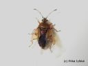 Kleidocerys_resedae_kalvolude_20_2_2015_28329.jpg