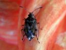 Kleidocerys_resedae_kalvolude_IMG_1020.JPG