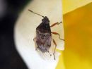 Kleidocerys_resedae_kalvolude_IMG_1549.JPG