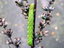 Lacanobia_contigua_larva_kirjotarhayokkonen_toukka_IMG_4479.JPG