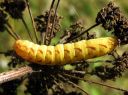 Lacanobia_contigua_larva_kirjotarhayokkonen_toukka_IMG_7059.JPG