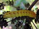 Lacanobia_contigua_larva_kirjotarhayokkonen_toukka_IMG_7061.JPG