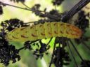 Lacanobia_contigua_larva_kirjotarhayokkonen_toukka_IMG_7062.JPG