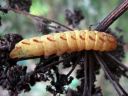 Lacanobia_contigua_larva_kirjotarhayokkonen_toukka_IMG_7294.JPG