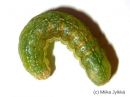 Lacanobia_thalassina_larva_pensastarhayokkonen_toukka_6_9_2015.JPG