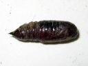 Lacanobia_thalassina_pupa_pensastarhayokkonen_kotelo_IMG_0466.JPG