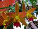 Laeliocattleya_Thai_Glow_ES_20050601_IMG_6044.jpg