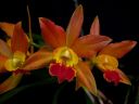 Laeliocattleya_Thai_Glow_ES_20050601_IMG_6118.jpg