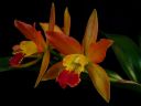 Tiedostonimi=Laeliocattleya_Thai_Glow_ES_20050601_IMG_6121.jpg
Tiedostokoko=40kt
Koko=600x450
Lisätty=31.01.2012 Laeliocattleya_Thai_Glow_ES_20050601_IMG_6121.jpg