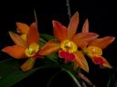 Laeliocattleya_Thai_Glow_ES_20050601_MG_6117.jpg