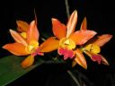 Laeliocattleya__Thai_Glow__ES_20050601_IMG_6116.jpg