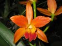 Laeliocattleya__Thai_Glow__ES_200605_IMG_1479.jpg