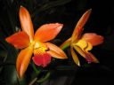 Laeliocattleya__Thai_Glow__ES_200605_IMG_1482.jpg