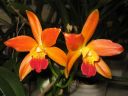 Laeliocattleya__Thai_Glow__ES_200605_IMG_1484.jpg