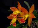 Laeliocattleya__Thai_Glow__ES_200605_IMG_1806.jpg