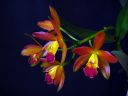 Laeliocattleya__Thai_Glow__ES_200605_IMG_2734.jpg