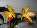 Laeliocattleya__Thai_Glow__ES_200605_IMG_6862.jpg