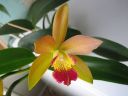 Laeliocattleya__Thai_Glow__ES_200605_IMG_8959.jpg