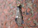 Lampronia_flavimitrella_vattuaamukoi_13_6_2014_Mantyharju_281280x90929.jpg