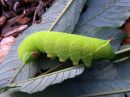 Laothoe_populi_larva_poppelikiitaja_toukka_IMG_2449.jpg