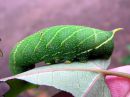 Laothoe_populi_larva_poppelikiitaja_toukka_IMG_2525.JPG